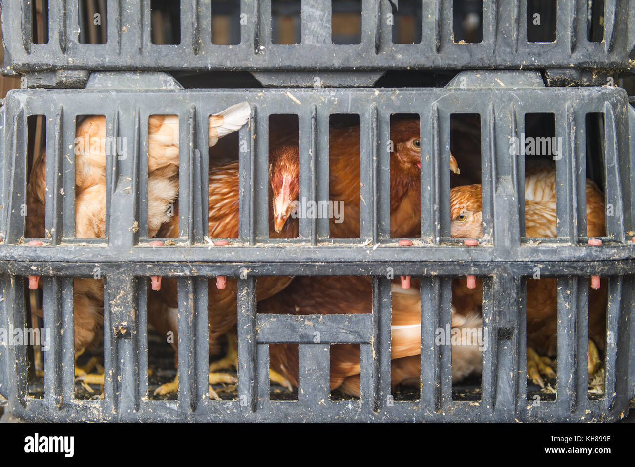 Le galline in grigio di una cassa pronti per la vendita a Skibbereen Farmers Market, Skibbereen, County Cork, Irlanda. Foto Stock