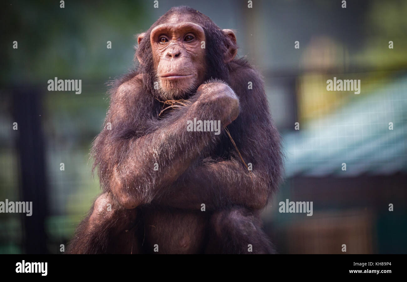 Uno scimpanzé con una bella espressione pensosa. scimpanzé sono i primati che presentano caratteristiche comportamentali vicino a quella dell'uomo. Foto Stock