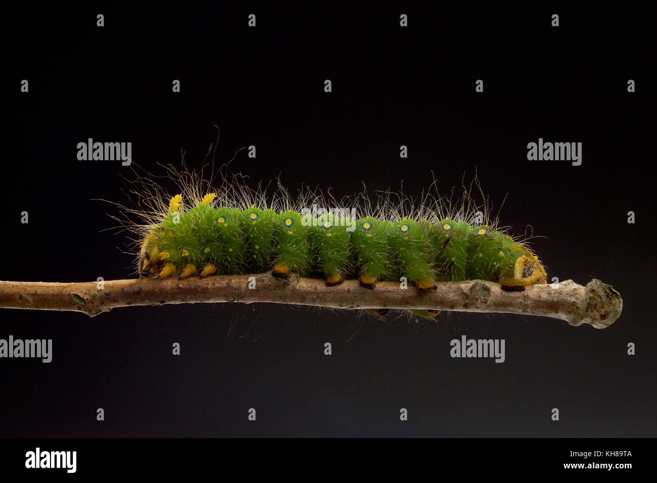 IMPERIAL MOTH CATERPILLAR (EACLES IMPERIALIS) Foto Stock