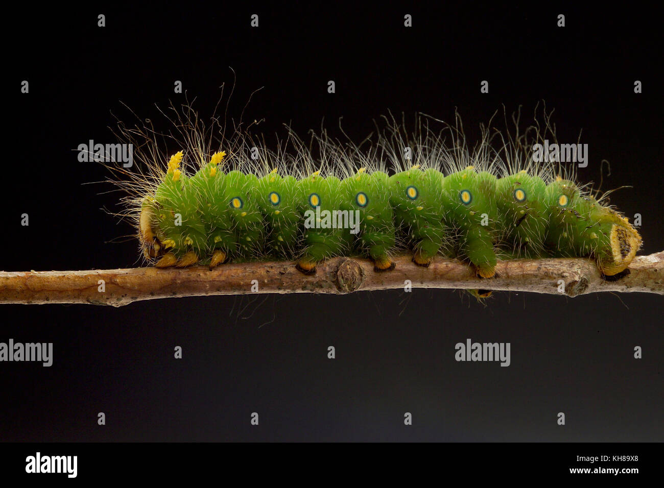 IMPERIAL MOTH CATERPILLAR (EACLES IMPERIALIS) Foto Stock