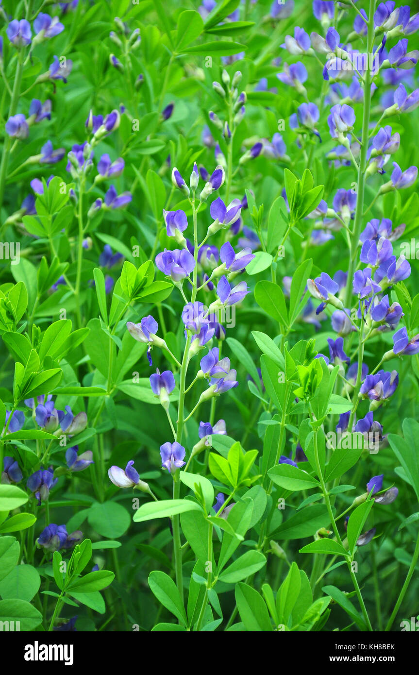 Blu indaco selvatico (baptisia australis) Foto Stock