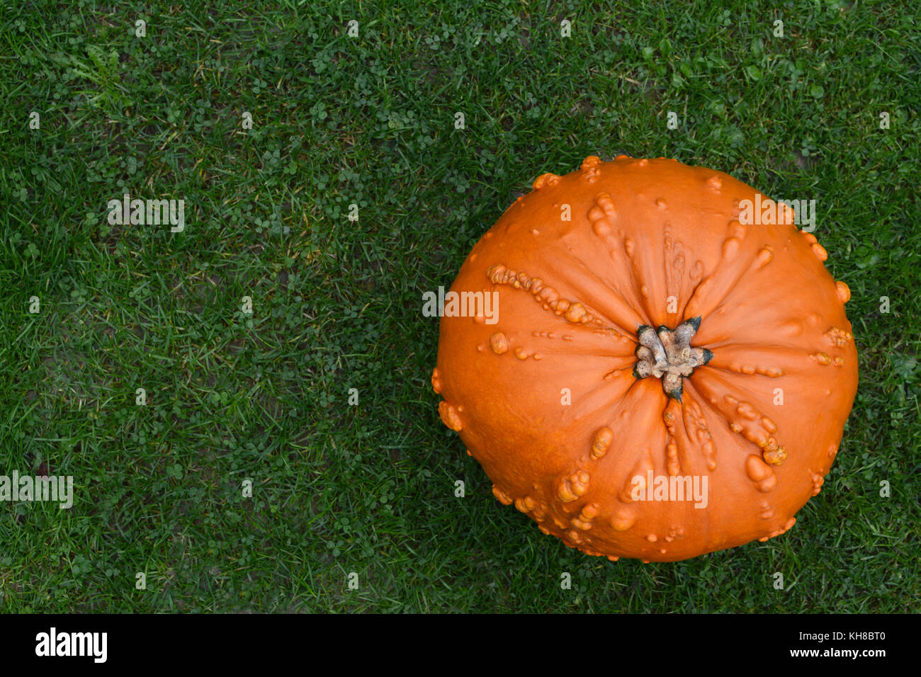 Presenta verrucosa-pelato arancione zucca su erba verde, con spazio di copia Foto Stock