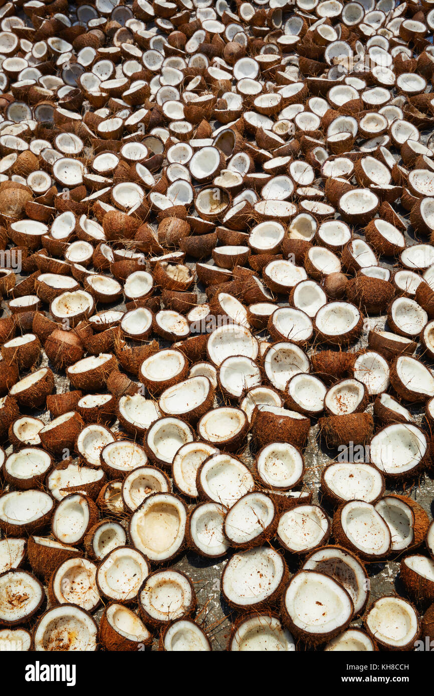 Noci di cocco che asciugano, Kerala, India del Sud Foto Stock