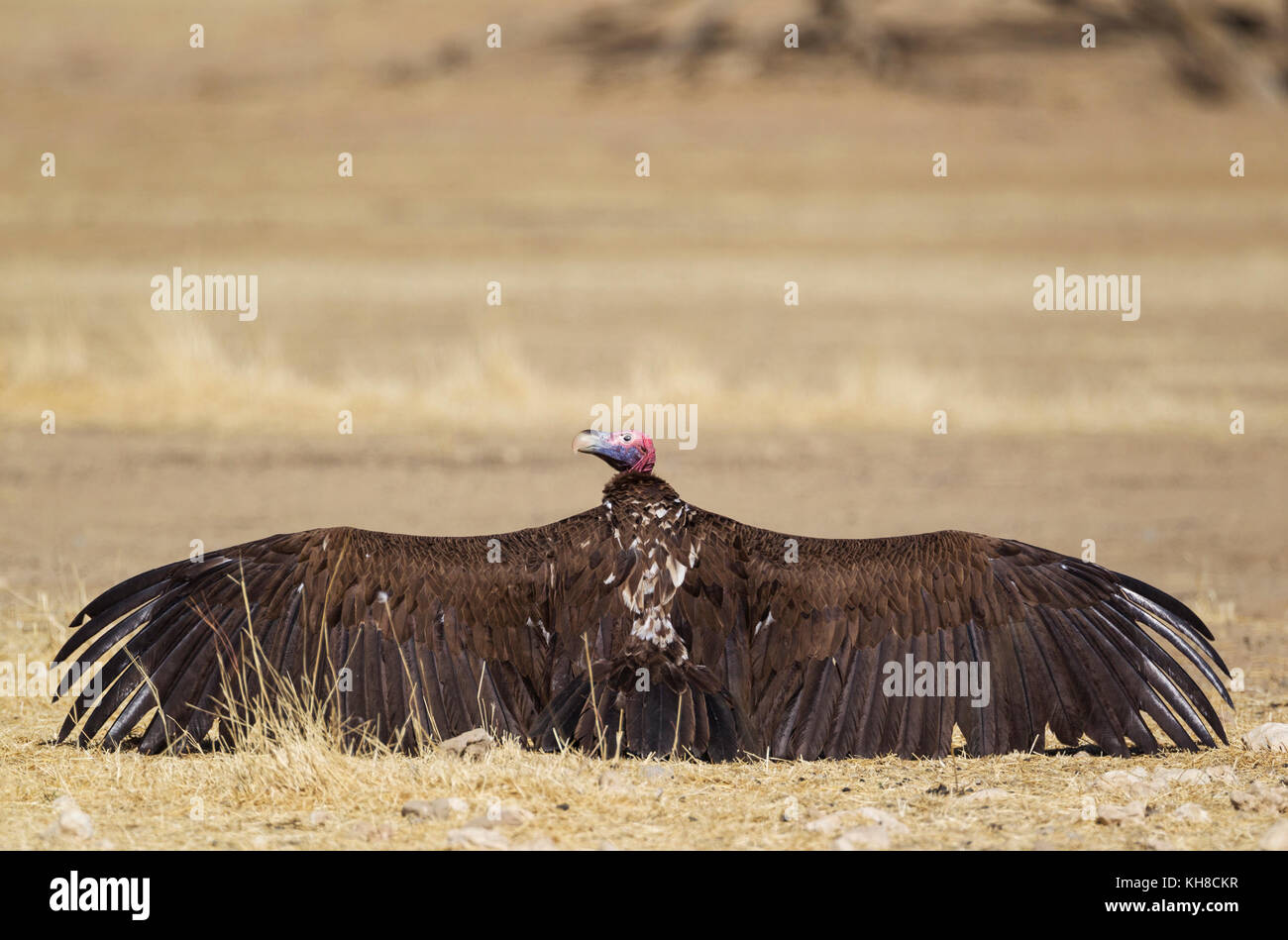 Falda-di fronte vulture (torgos tracheliotus), crogiolarsi con ante aperte, deserto Kalahari, kgalagadi parco transfrontaliero, sud africa Foto Stock