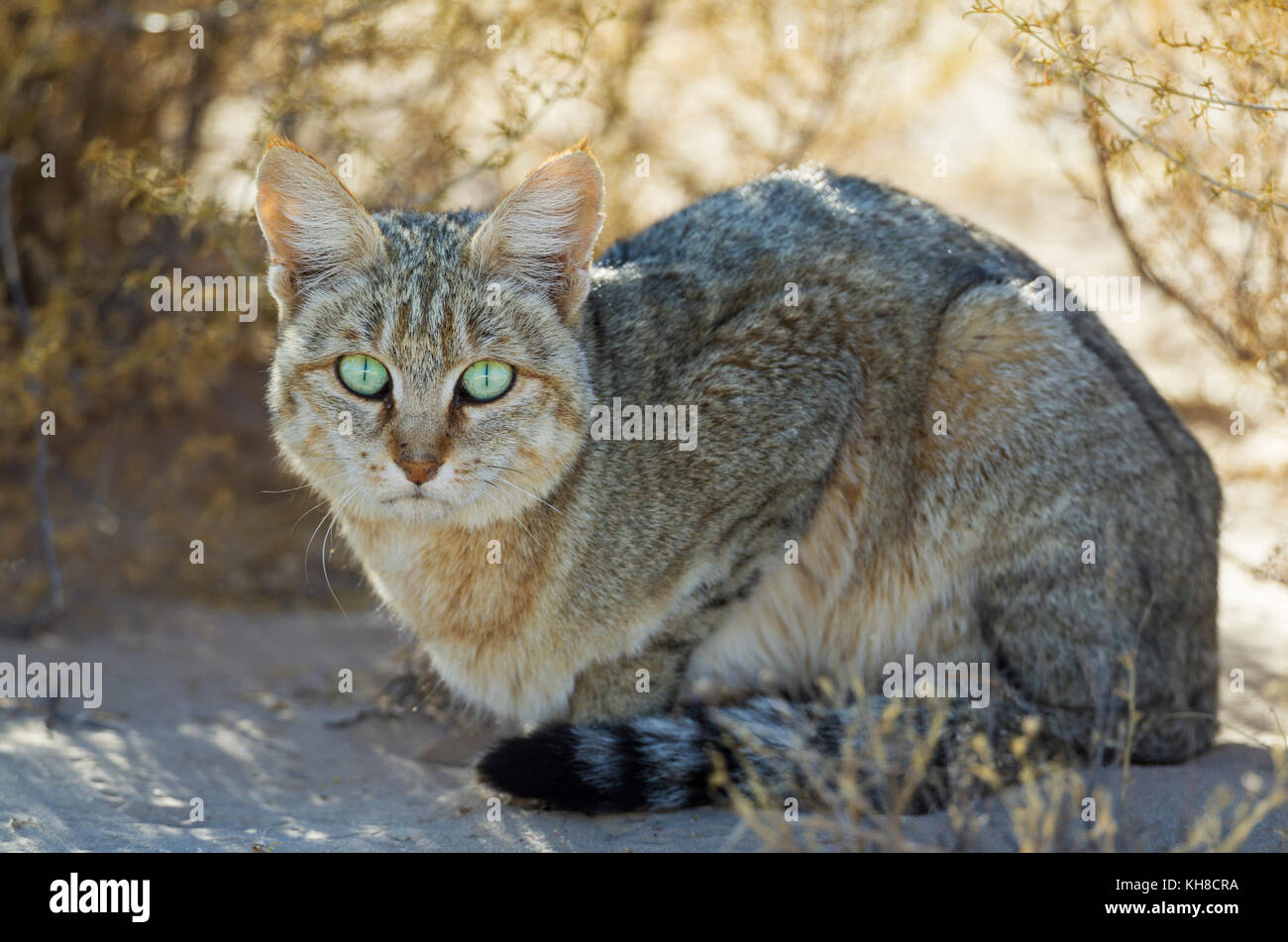 African gatto selvatico (Felis silvestris lybica), Deserto Kalahari, kgalagadi parco transfrontaliero, sud africa Foto Stock