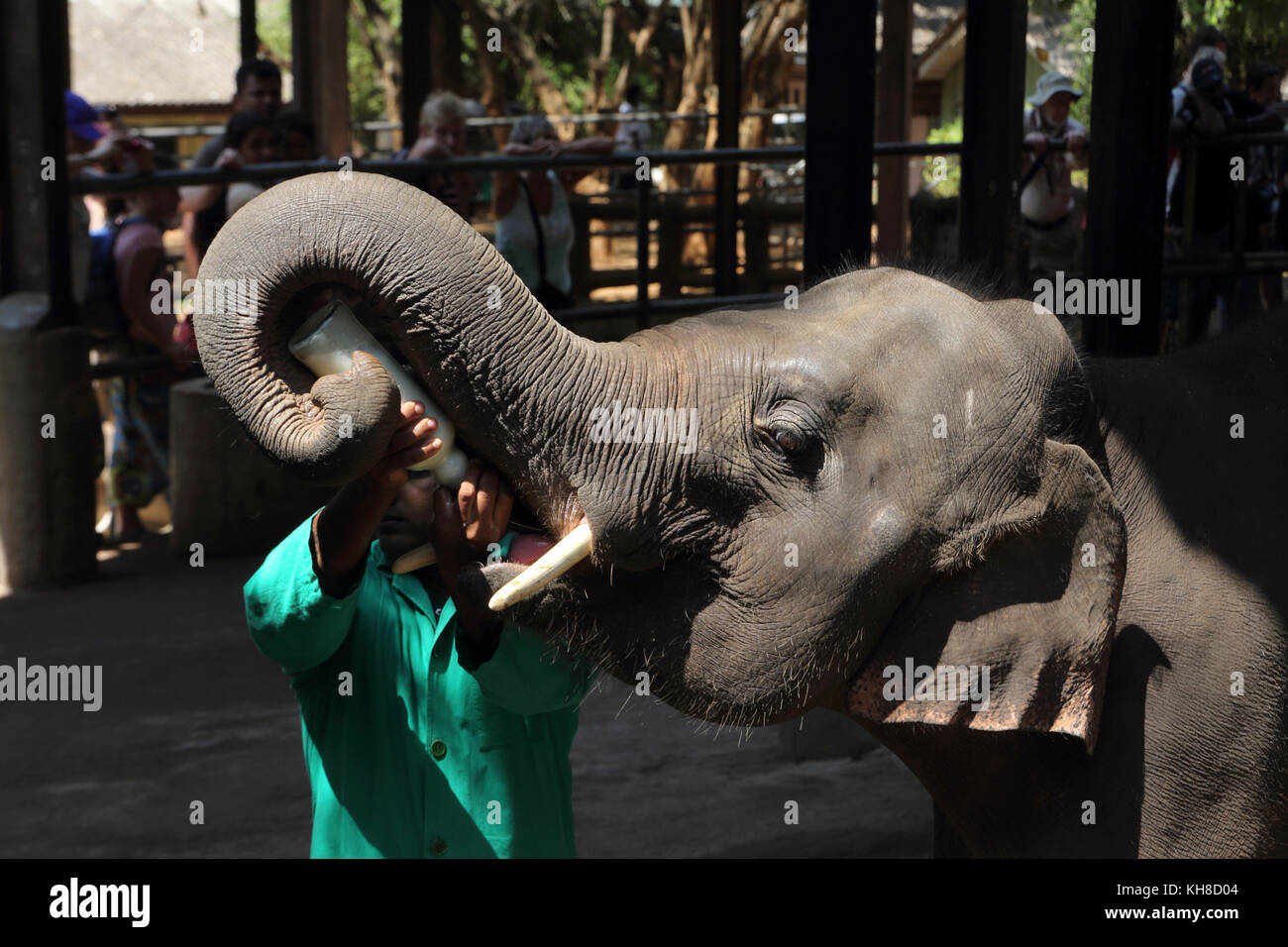 Pinnawala centrale Provincia dello Sri Lanka Pinnawala l'Orfanotrofio degli Elefanti keeper allattamento al biberon il latte all'elefante Foto Stock