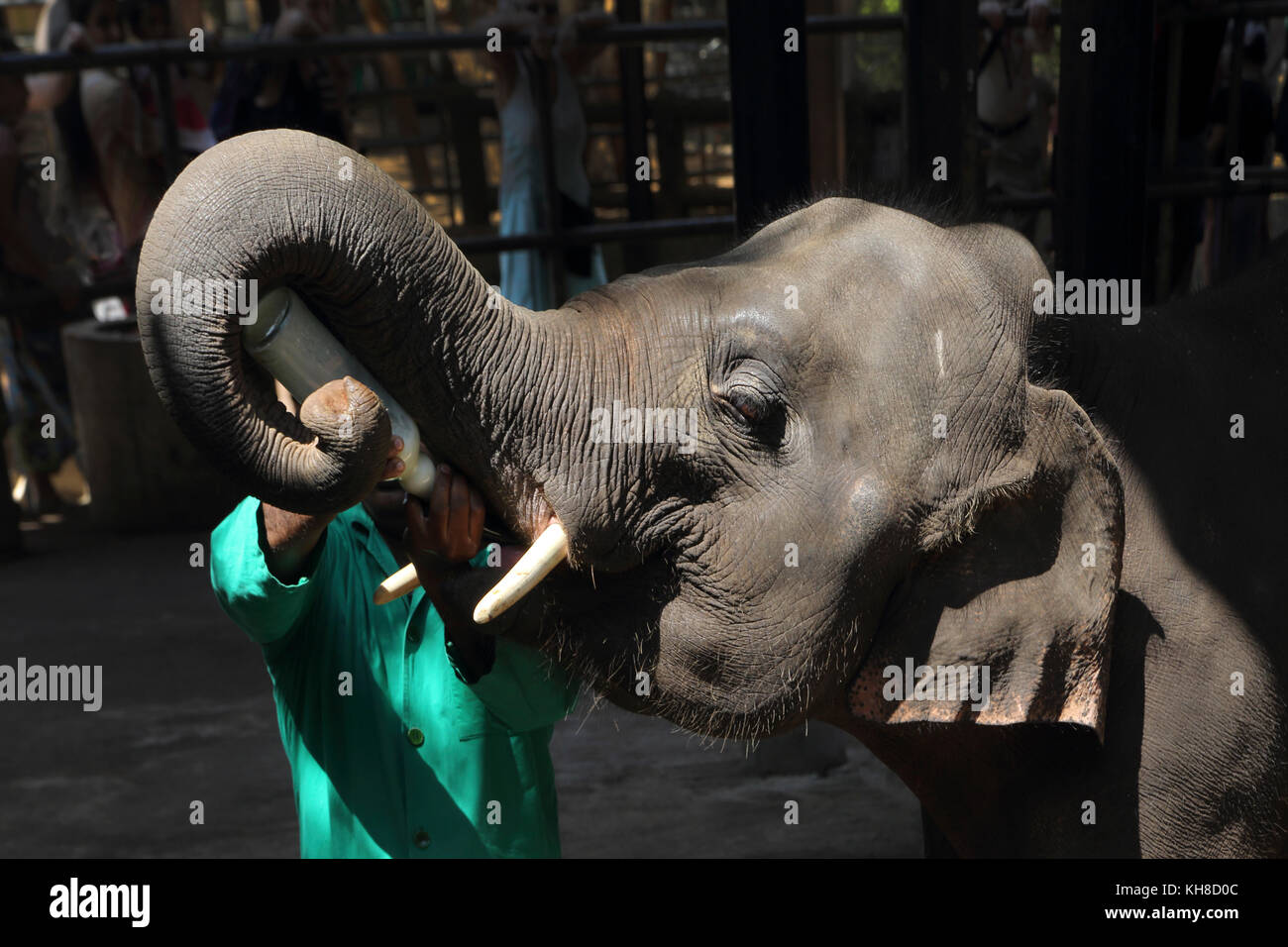 Pinnawala centrale Provincia dello Sri Lanka Pinnawala l'Orfanotrofio degli Elefanti keeper allattamento al biberon il latte all'elefante Foto Stock