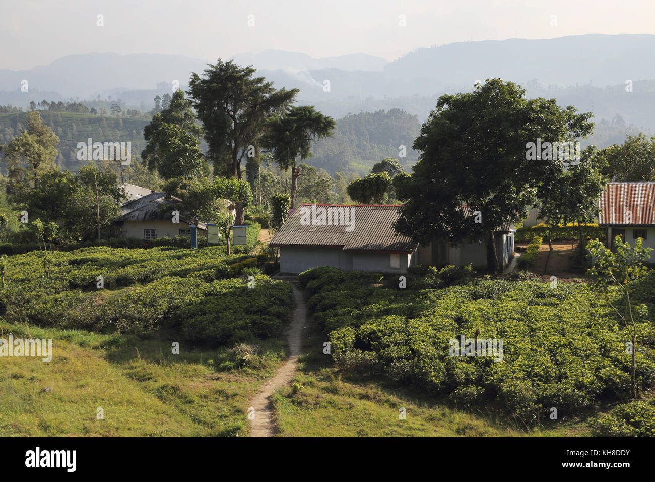 Hill Country provincia centrale dello Sri Lanka raccoglitori di tè Cottages presso la piantagione di tè Foto Stock