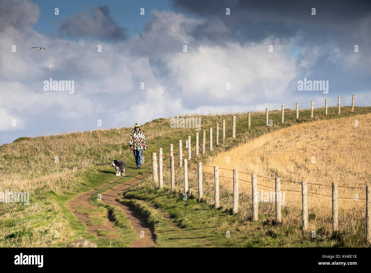 Un uomo walker a piedi il suo cane sulla costa sud ovest percorso in Newquay Cornwall Regno Unito. Foto Stock