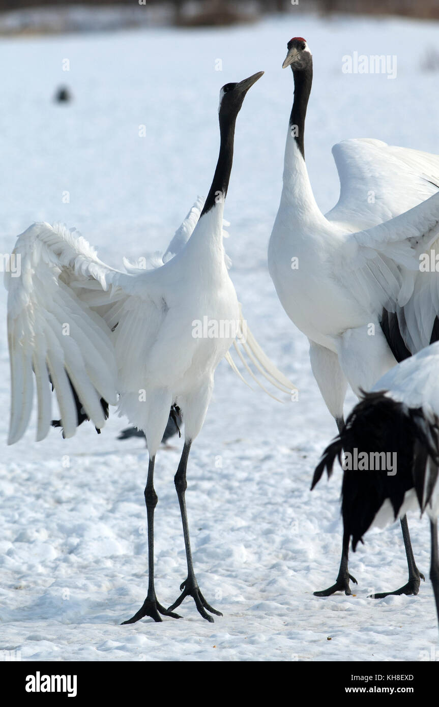 Gru giapponese, gru coronata rossa (Grus japonensis), Dancing, Giappone *** Caption locale *** animale selvatico, uccello selvatico, fauna selvatica, coppia, verticale Foto Stock