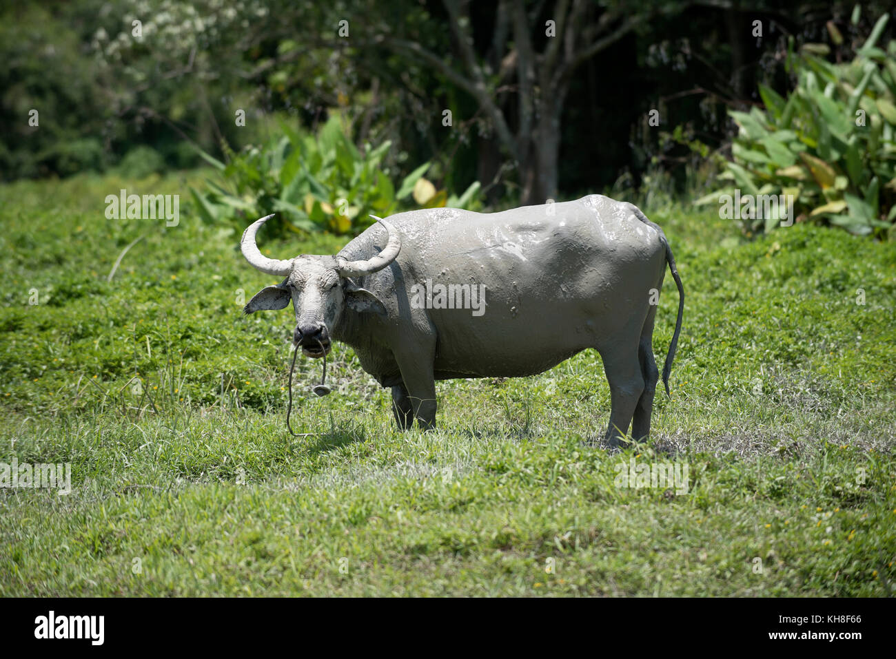 Bufalo d'acqua (Bubalus bubalis), Thailandia *** Caption locale *** animale domestico, mammifero, corna, bubalus bubalis Foto Stock