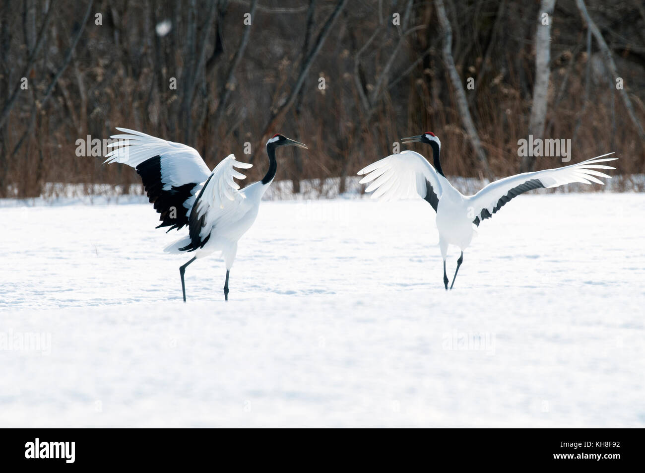 Gru giapponese, rosso-Crowned Crane, coppia danzante in amore stagione (grus japonensis), Giappone.Caption locale *** la fauna selvatica,bird,l'inverno,grus japonensis, Foto Stock