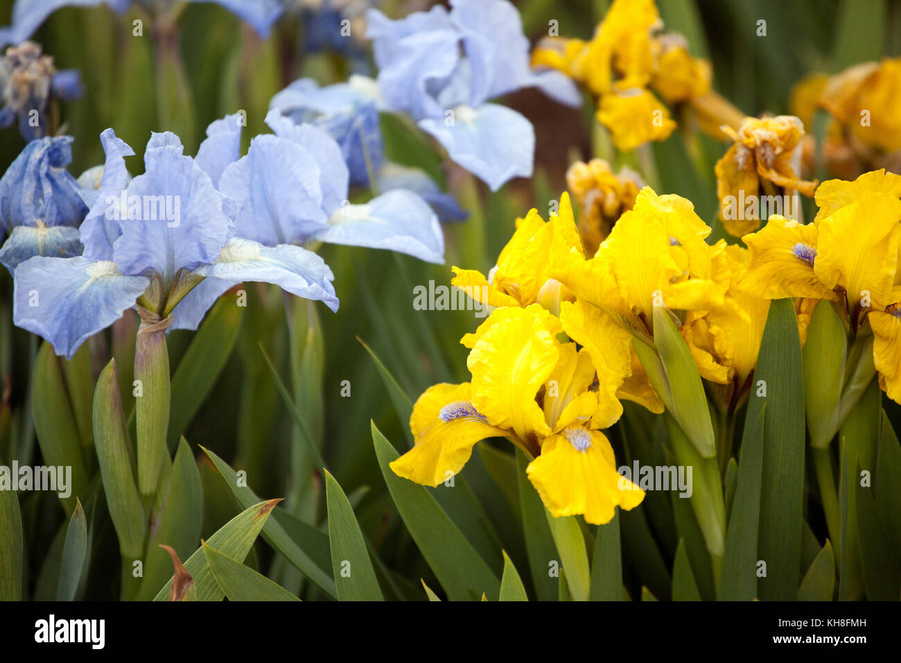 Iris barbata barbata nana Iris standard " Little Blue Eyes " e Iris "Open Sky" Foto Stock
