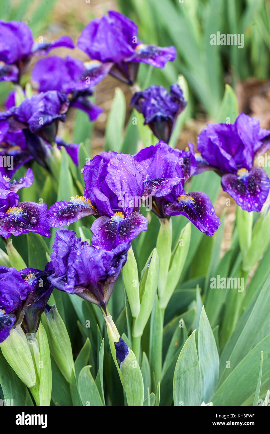 Nano standard Iris barbato Iris blu barbata nana Iris ' Double Lament ' Foto Stock