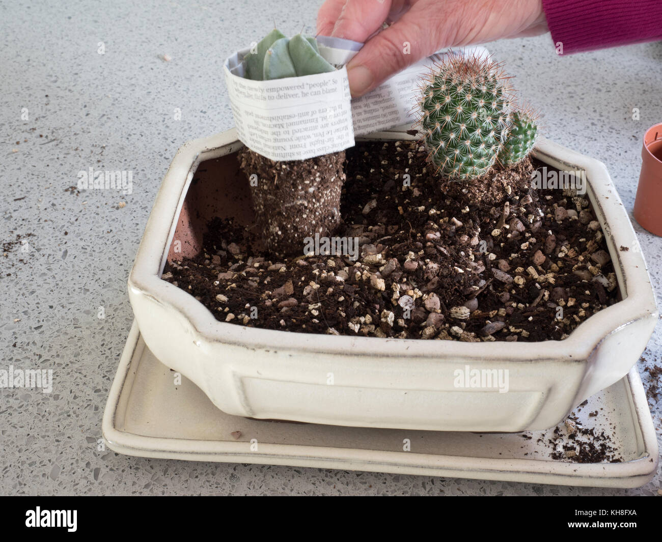 Il rotolo di giornale tenuto in posizione doveva rimuovere e sostituire i cactus in modo sicuro nella disposizione dell'espositore Foto Stock