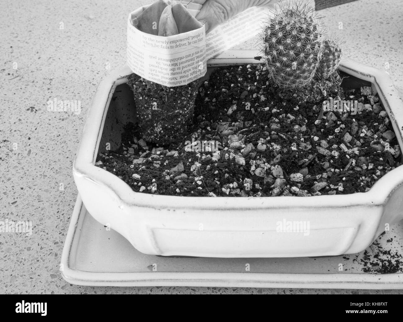 Uso del giornale per aggiungere e rimuovere i cactus durante la reinzuppazione Foto Stock
