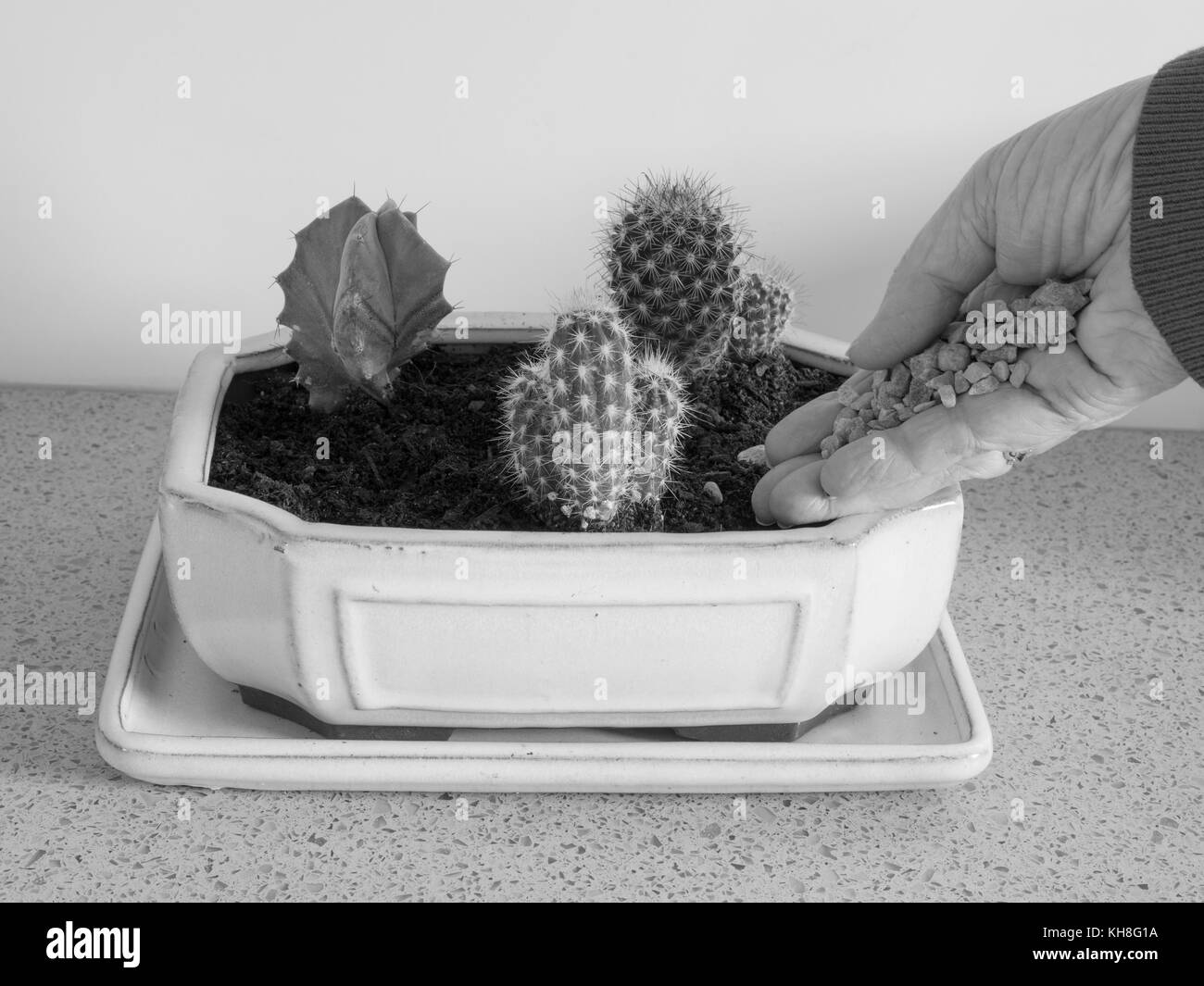 Serie a Show - Potting fino piantatrice con giovani di cactus. Ideale progetto per bambini. Passo dopo passo. Foto Stock