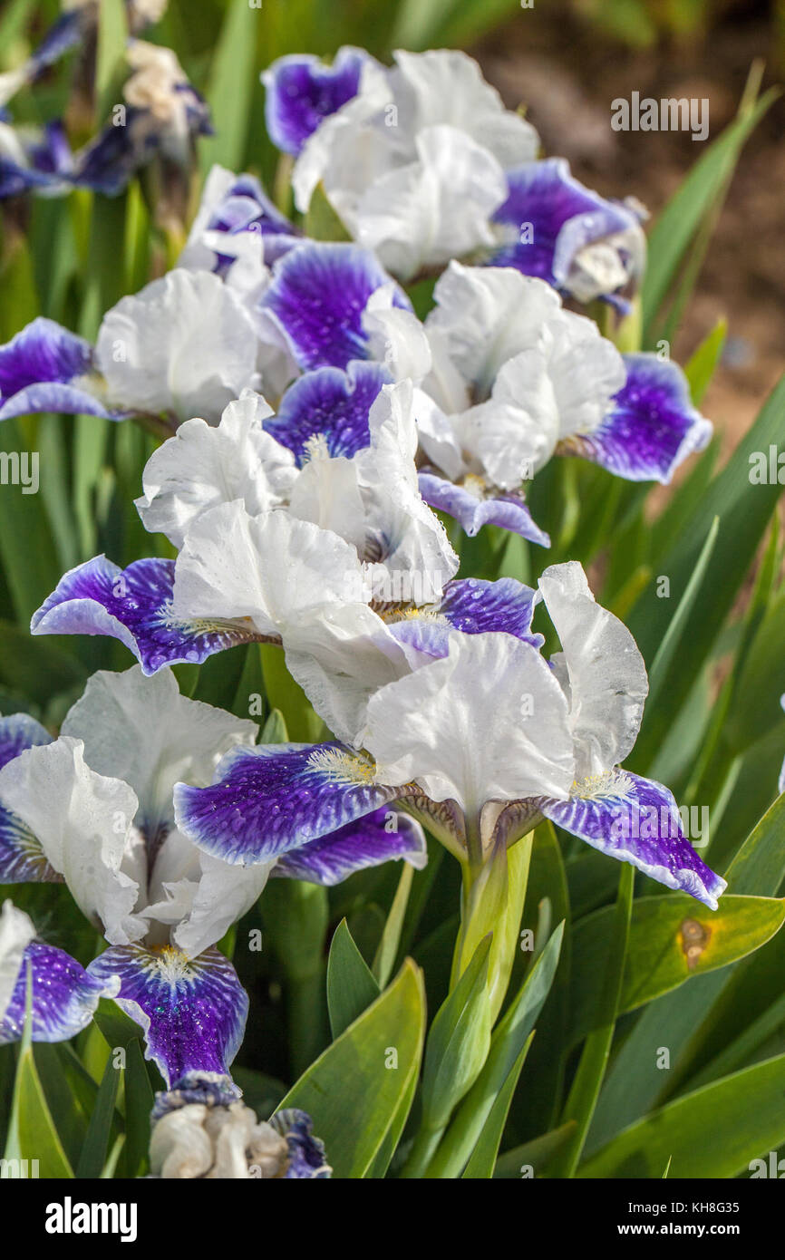 Blu Iris barbata nana standard Iris barbata nana Iris " Boo ", blu fiore Iris Foto Stock