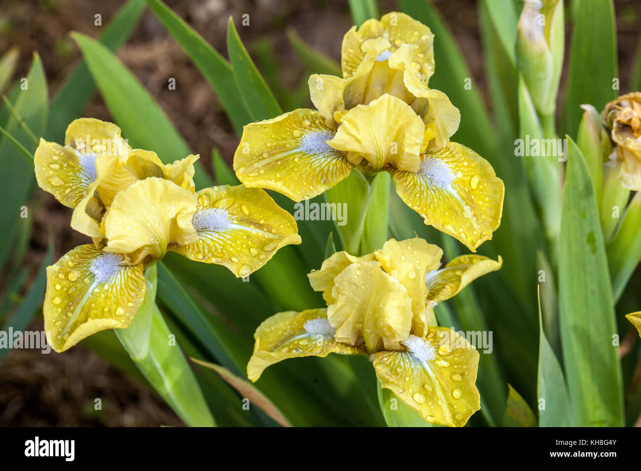 Standard nana Bearded Iris giallo Irisis fiori Barbata nana 'accento Olive', giallo miniatura iris fiore Foto Stock