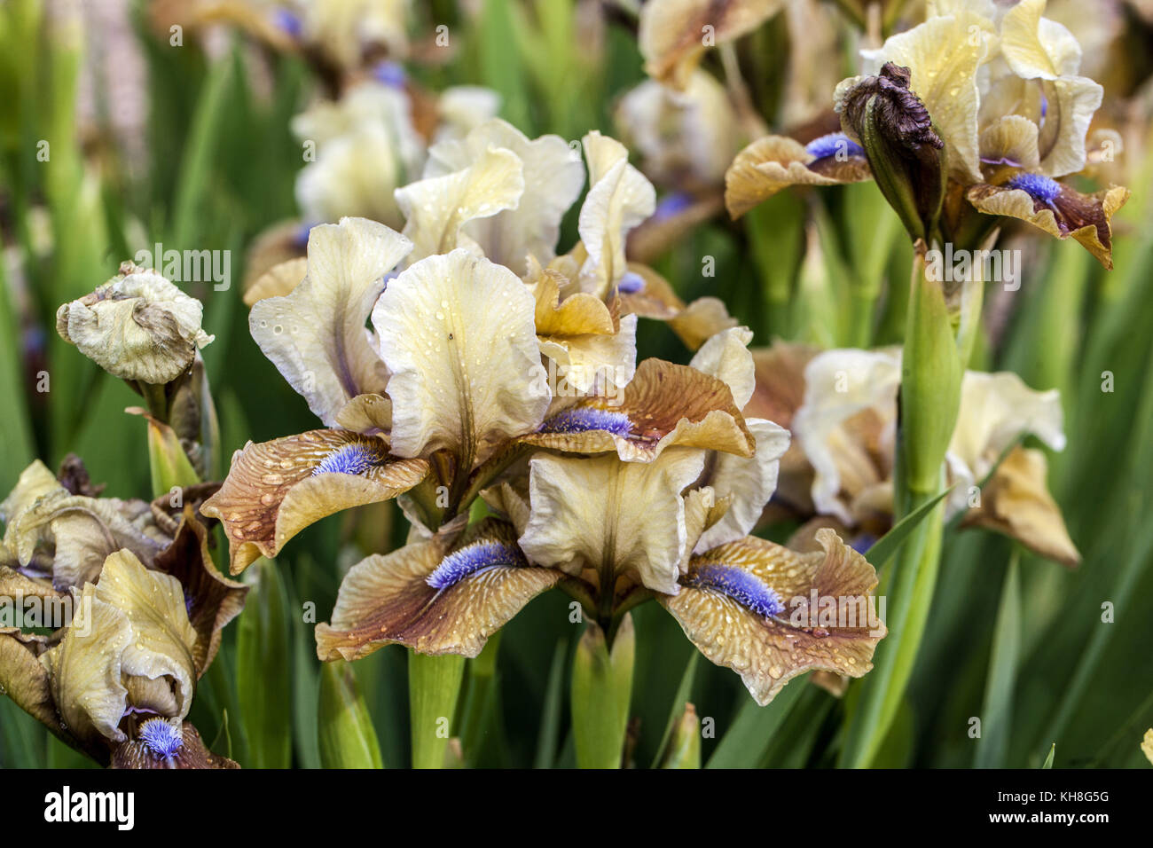 Standard Dwarf Bearded Iris barbata nana ' Indian Pow Wow ' Foto Stock
