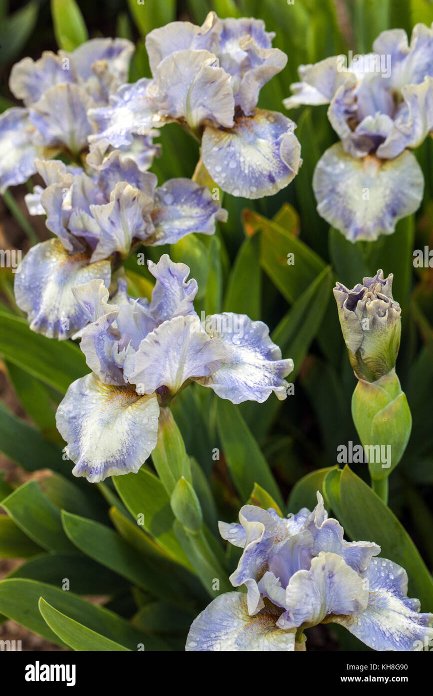 Standard Nano Bearded Iris bianco Iris barbata nana ' Chubby Guance ' Foto Stock