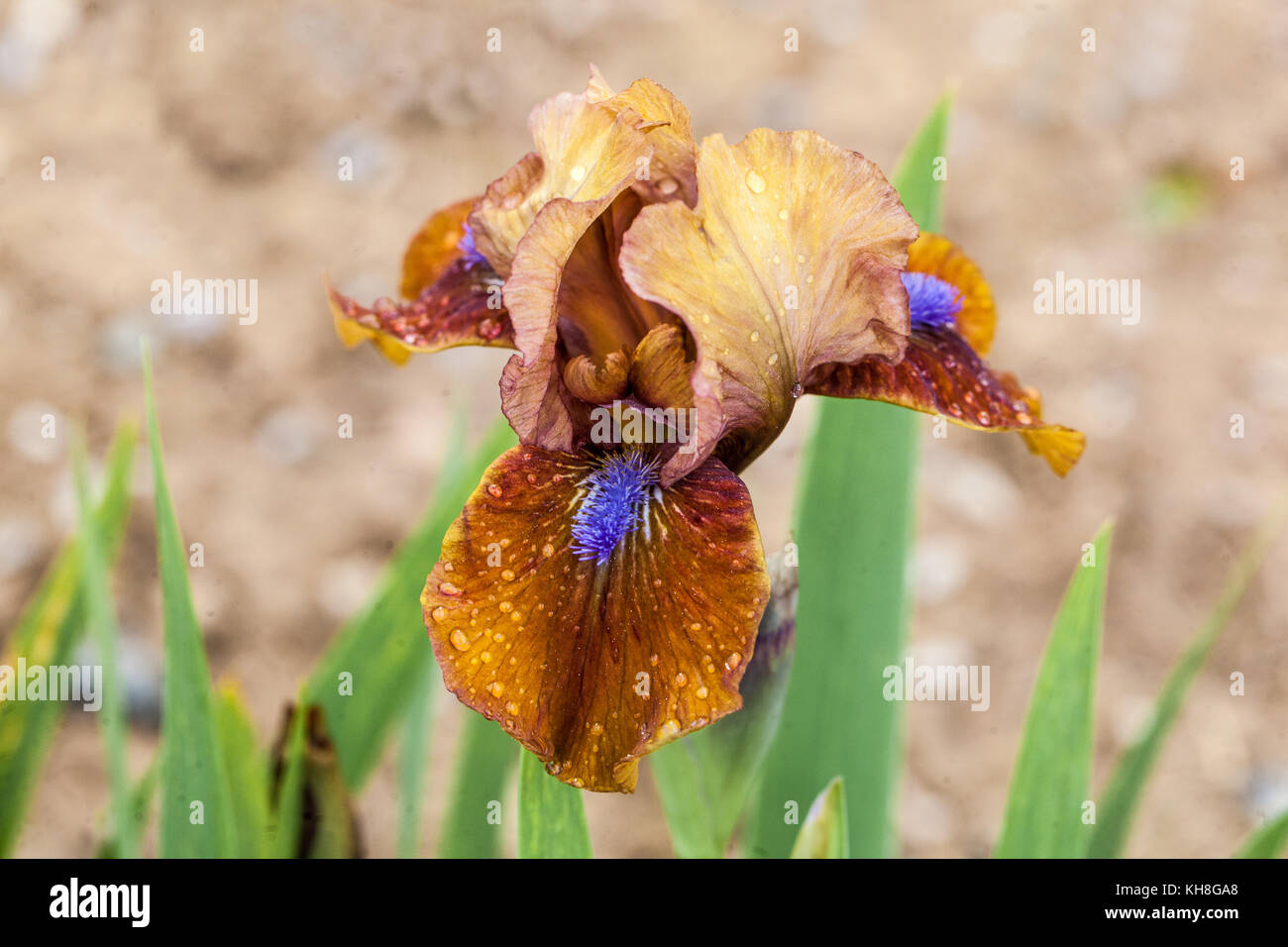 Iris nana standard Iris barbata barbata nana "Tantara" Iris nana standard fiore blu marrone Iris fiore nano Foto Stock