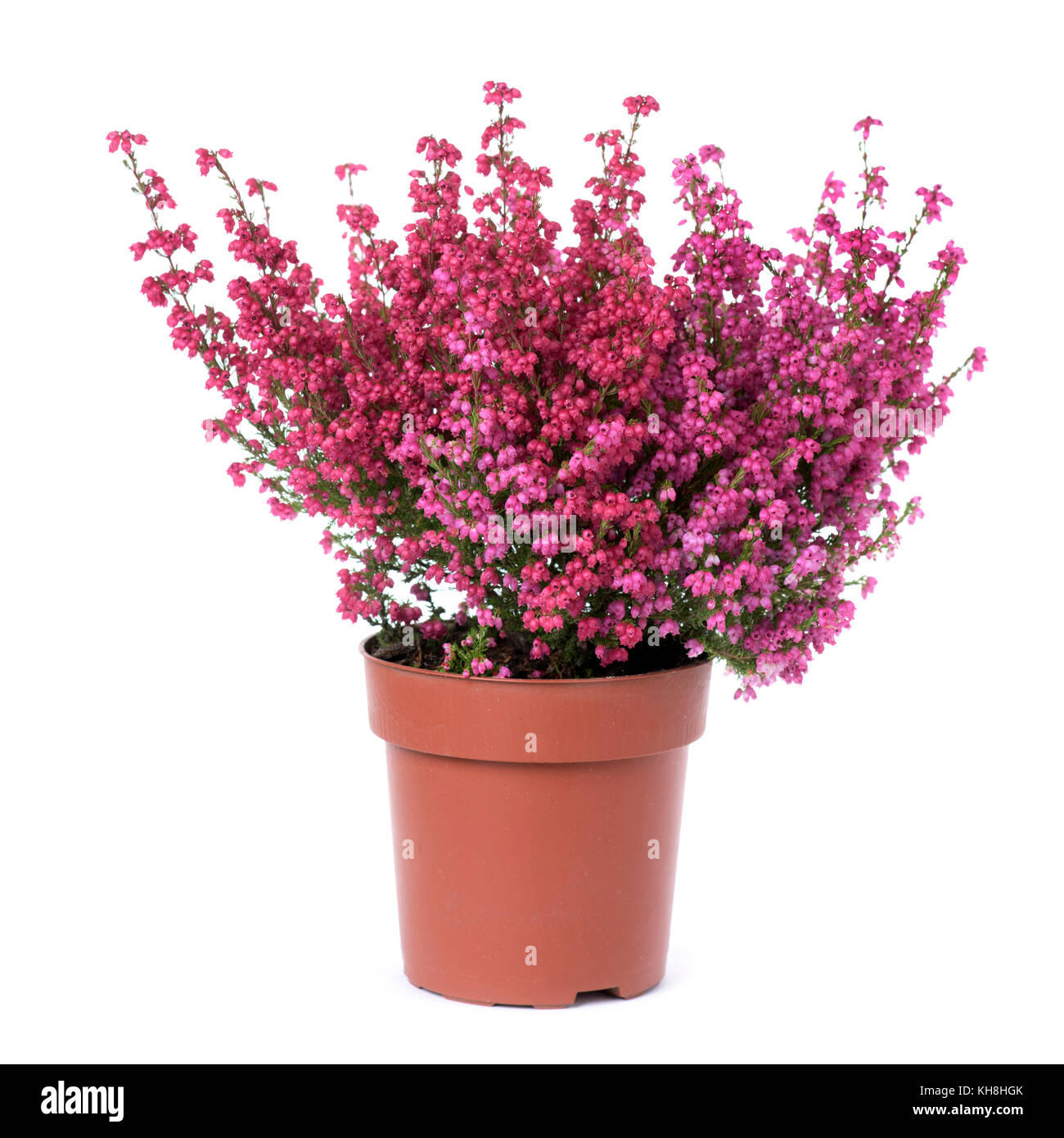 Una campana heather pianta con fiori di colore rosa in un marrone in plastica impianto pot, su sfondo bianco Foto Stock