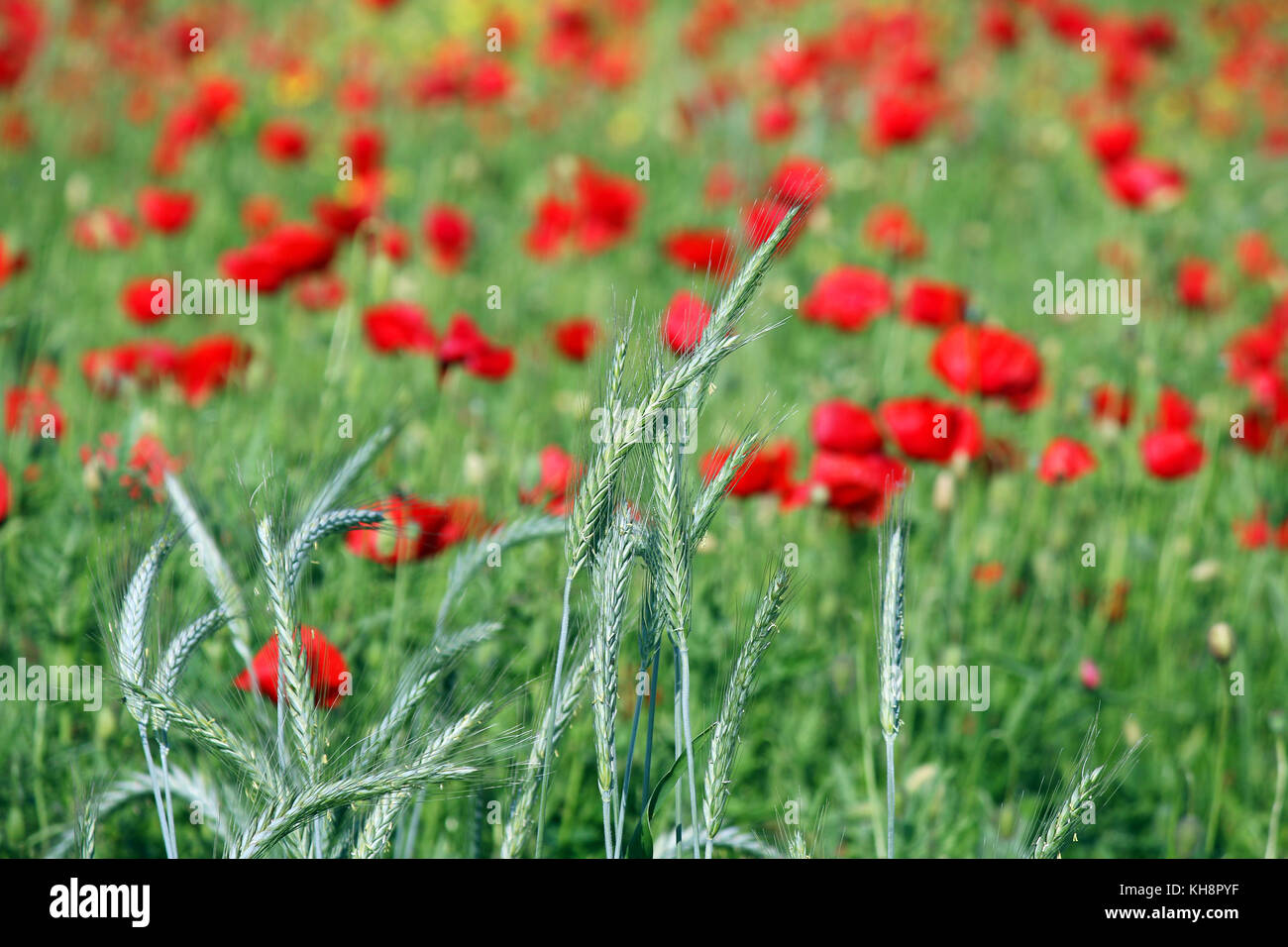 Grano verde e di papavero fiore stagione primavera Foto Stock