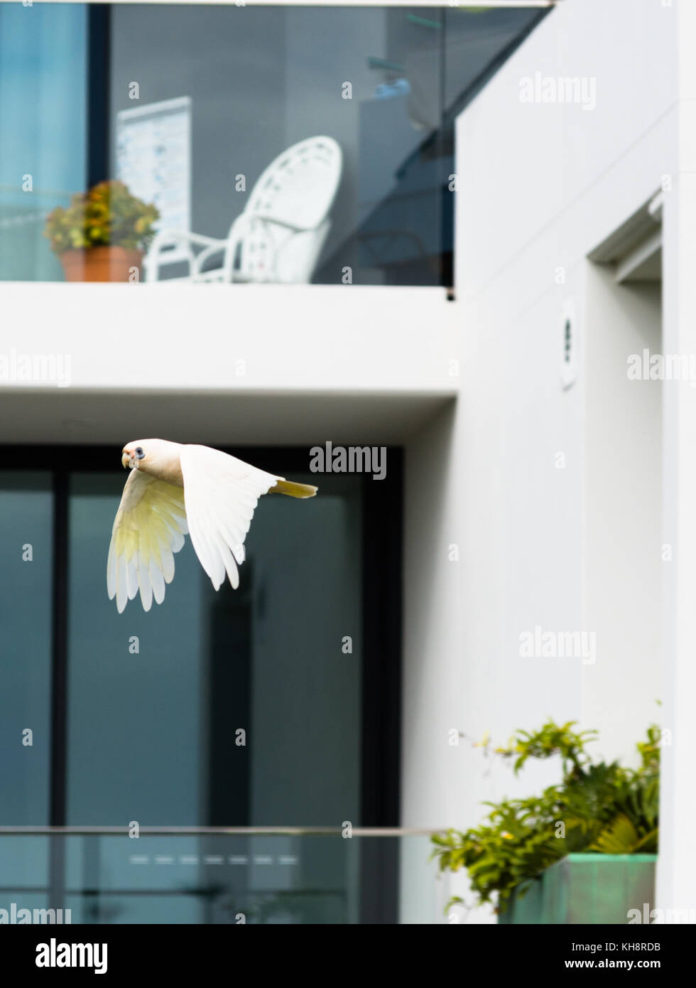 Un Goffin Cacatua vola passato appartamento residenziale balconi a Cape Byron Bay, Nuovo Galles del Sud, Australia. Foto Stock