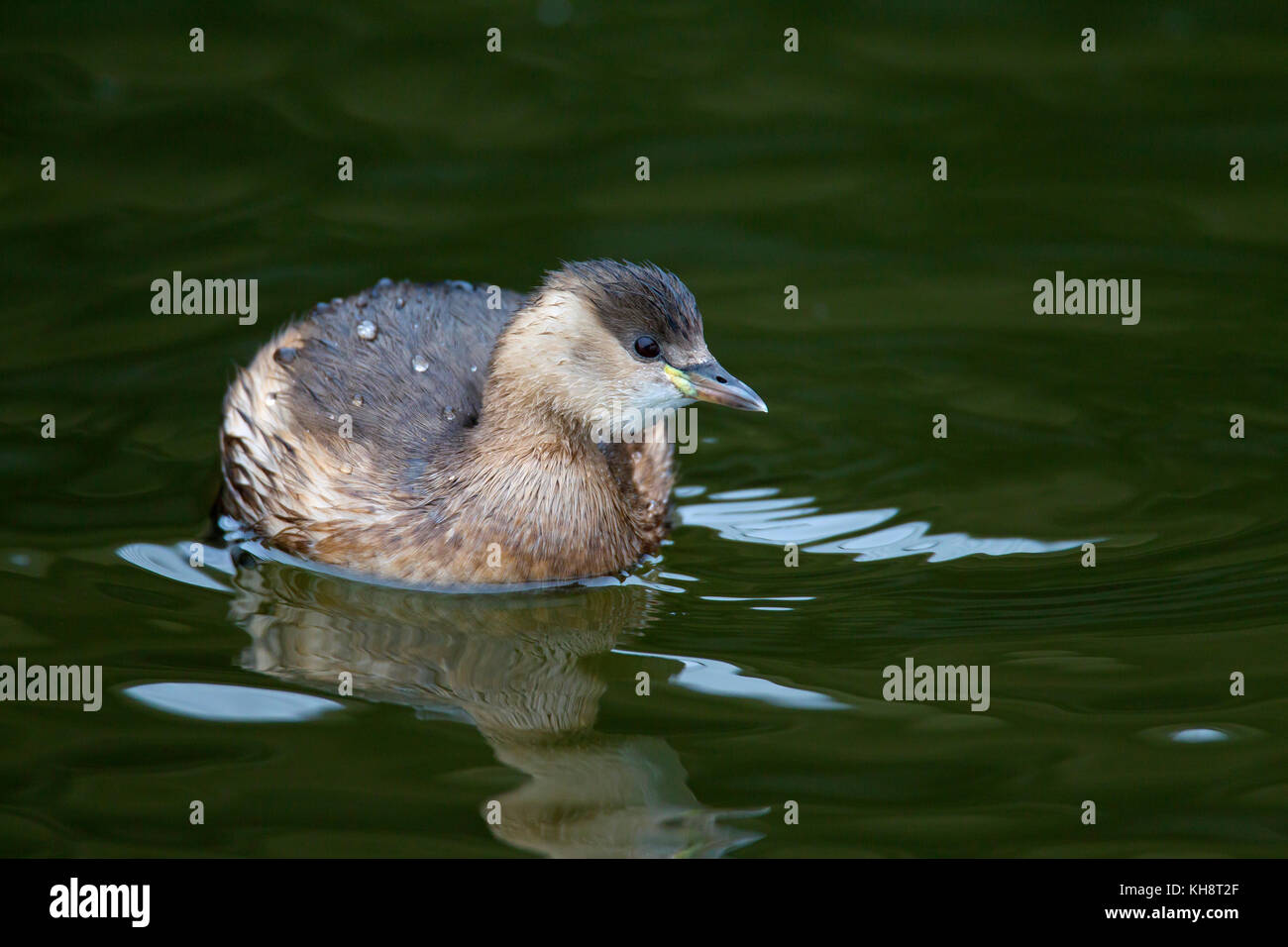 Tuffetto (Tachybaptus ruficollis / podiceps ruficollis) nuoto in inverno piumaggio Foto Stock