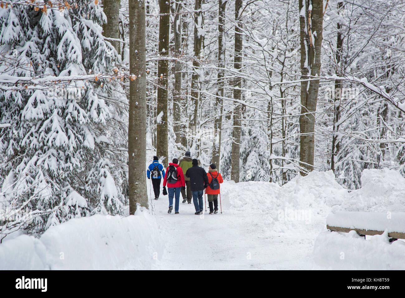 Gruppo di escursionisti a piedi lungo il percorso nel bosco misto con alberi coperti di neve in inverno Foto Stock