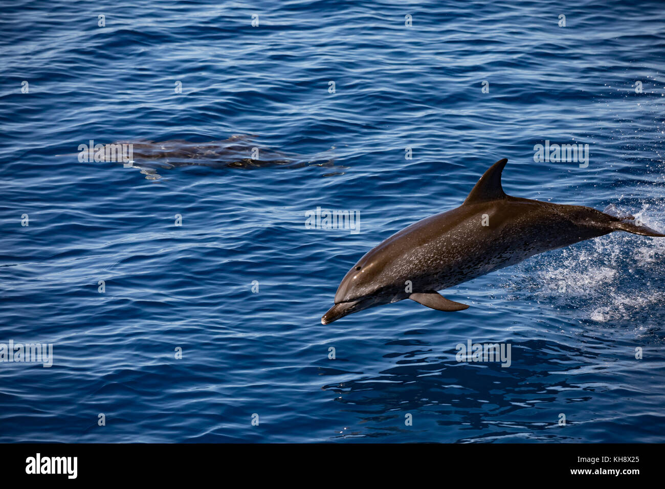 Atlantic delfini maculati vieni a cavalcare la prua del National Geographic Orion vetroso in acqua chiara nel mezzo dell'Oceano Atlantico Foto Stock