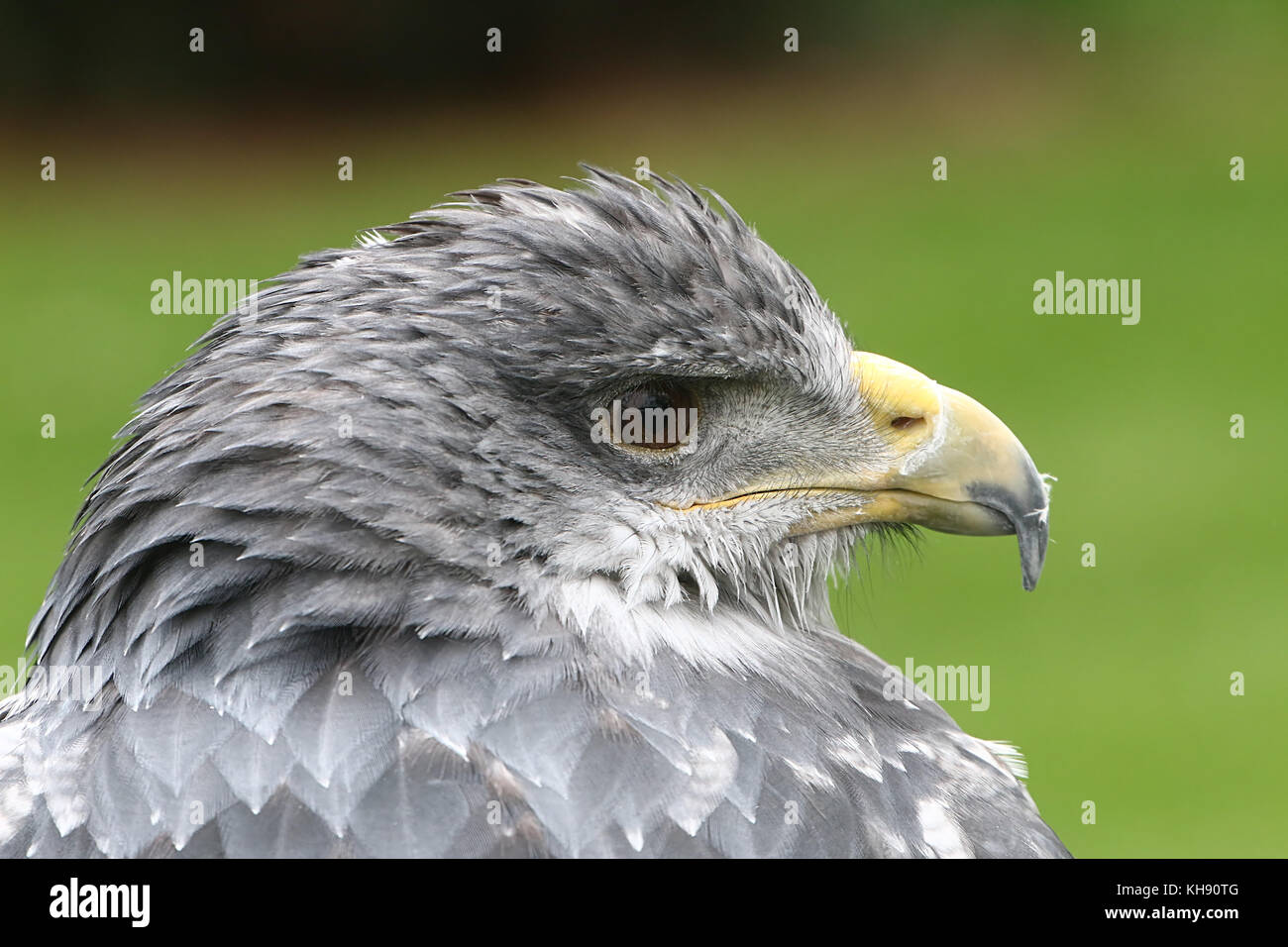 In primo piano il profilo di una femmina blu cileno eagle (Geranoaetus melanoleucus) a.k.a. Grigio o nero chested buzzard eagle. Foto Stock