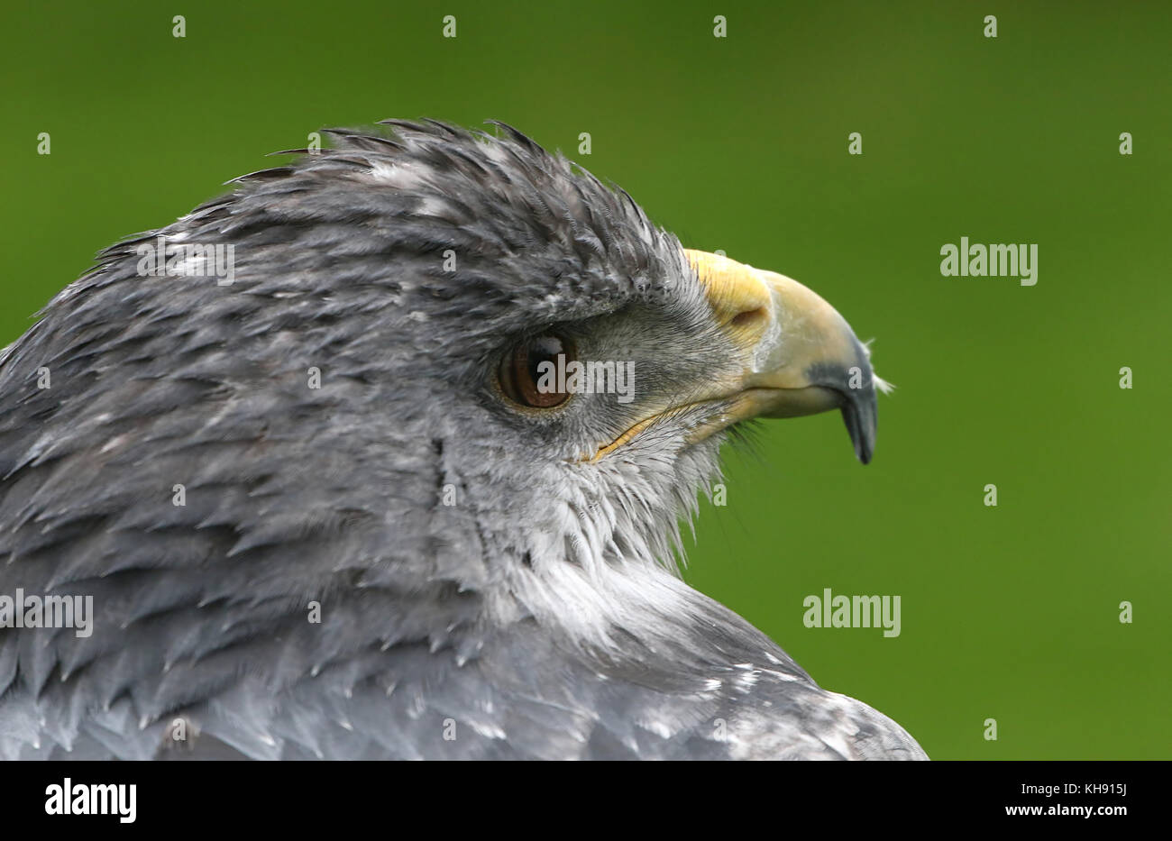 Femmina blu cileno eagle (Geranoaetus melanoleucus) a.k.a. Grigio o nero chested buzzard eagle. Foto Stock