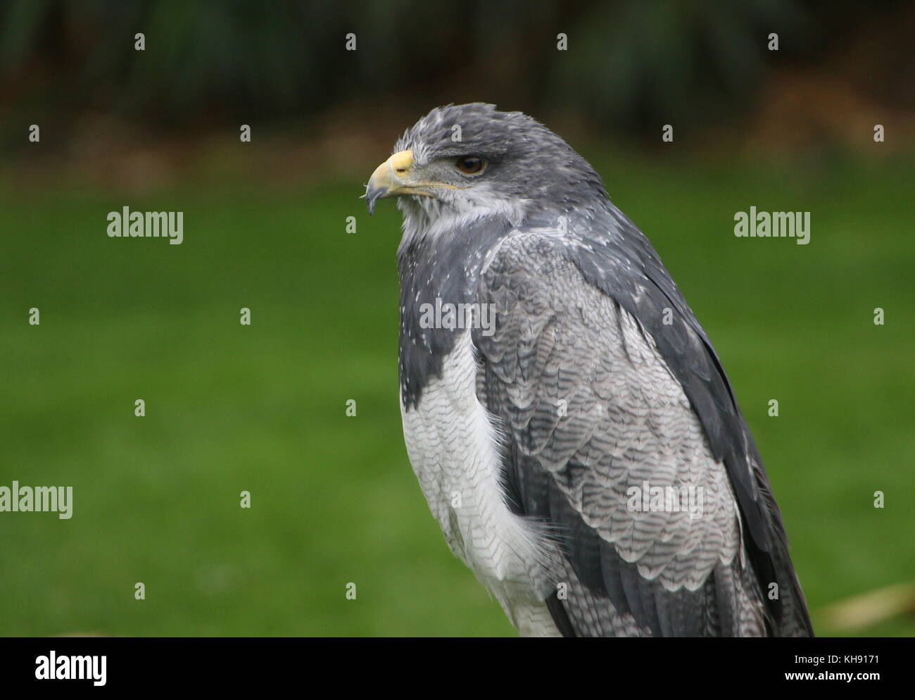 Femmina blu cileno eagle (Geranoaetus melanoleucus) a.k.a. Grigio o nero chested buzzard eagle. Foto Stock