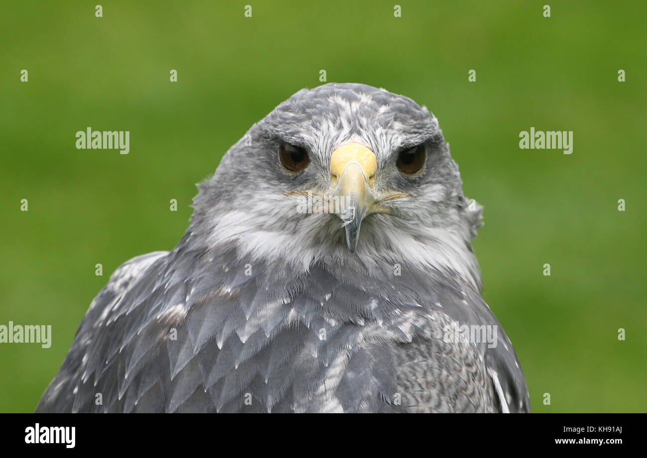 Femmina blu cileno eagle (Geranoaetus melanoleucus) a.k.a. Grigio o nero chested buzzard eagle. Foto Stock