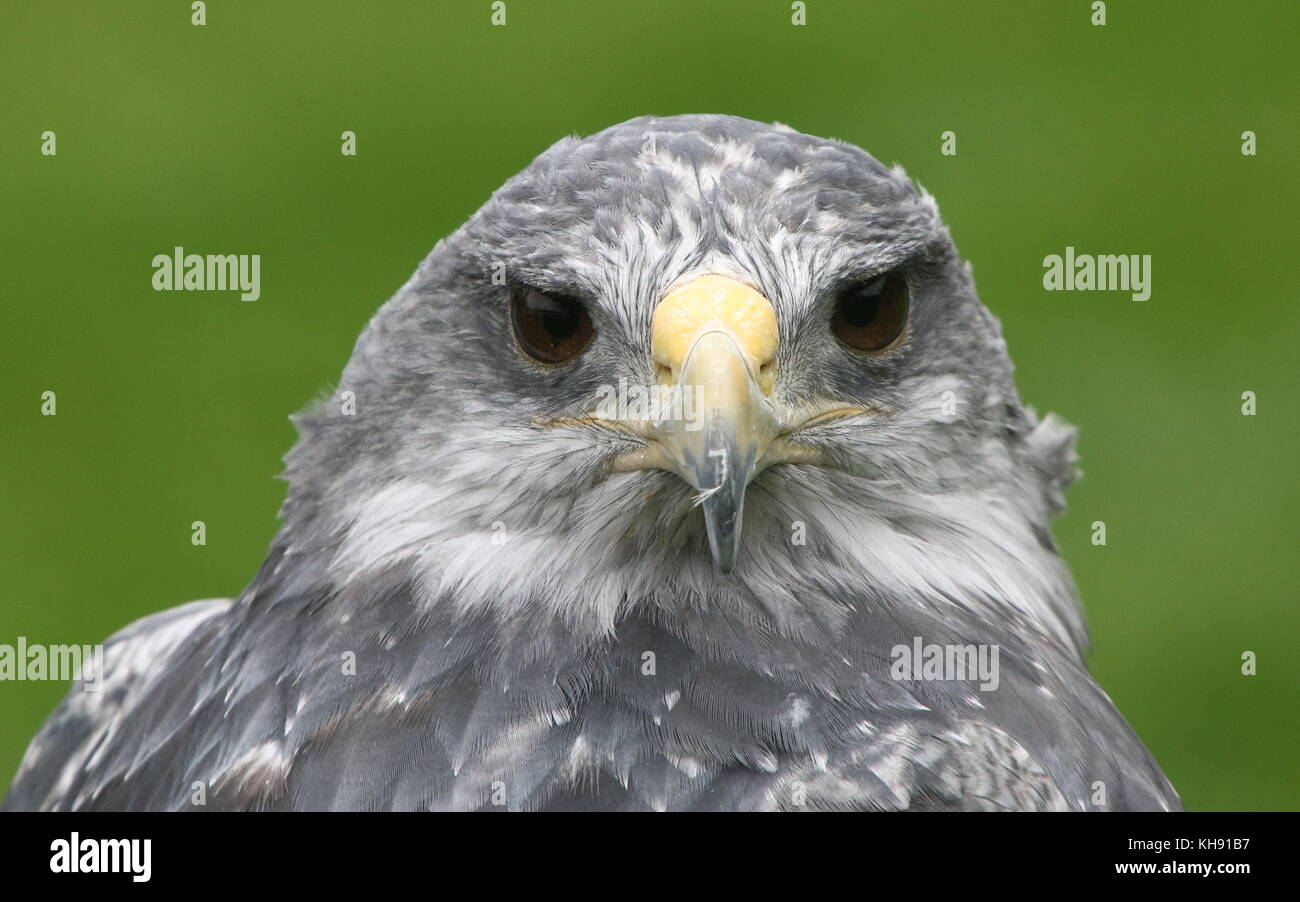 Femmina blu cileno eagle (Geranoaetus melanoleucus) a.k.a. Grigio o nero chested buzzard eagle. Foto Stock