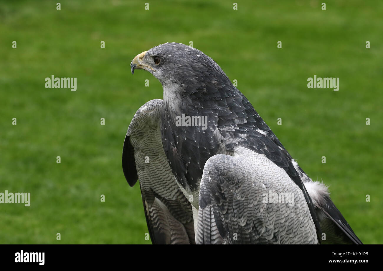 Femmina blu cileno eagle (Geranoaetus melanoleucus) a.k.a. Grigio o nero chested buzzard eagle. Foto Stock