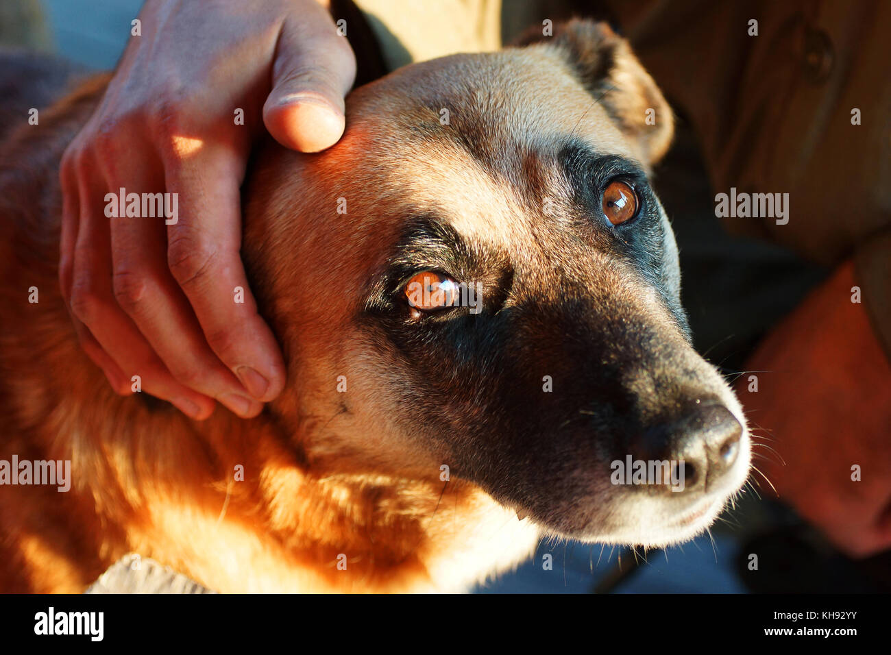 L uomo è delineare un yellow dog. Foto Stock