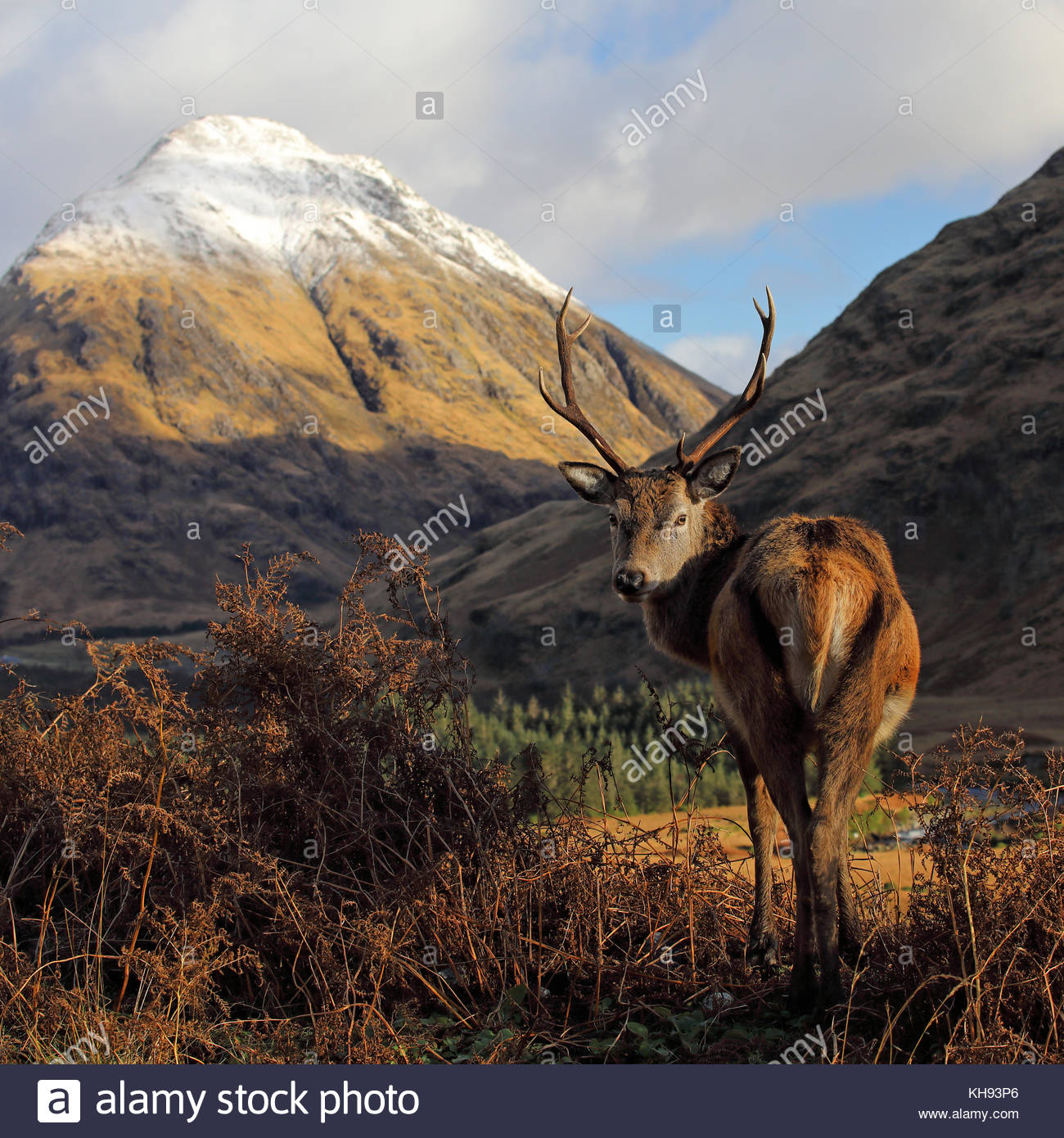 Un cervo rosso cervo in piedi di fronte a un snoe montagna ricoperte nelle Highlands Scozzesi. Foto Stock