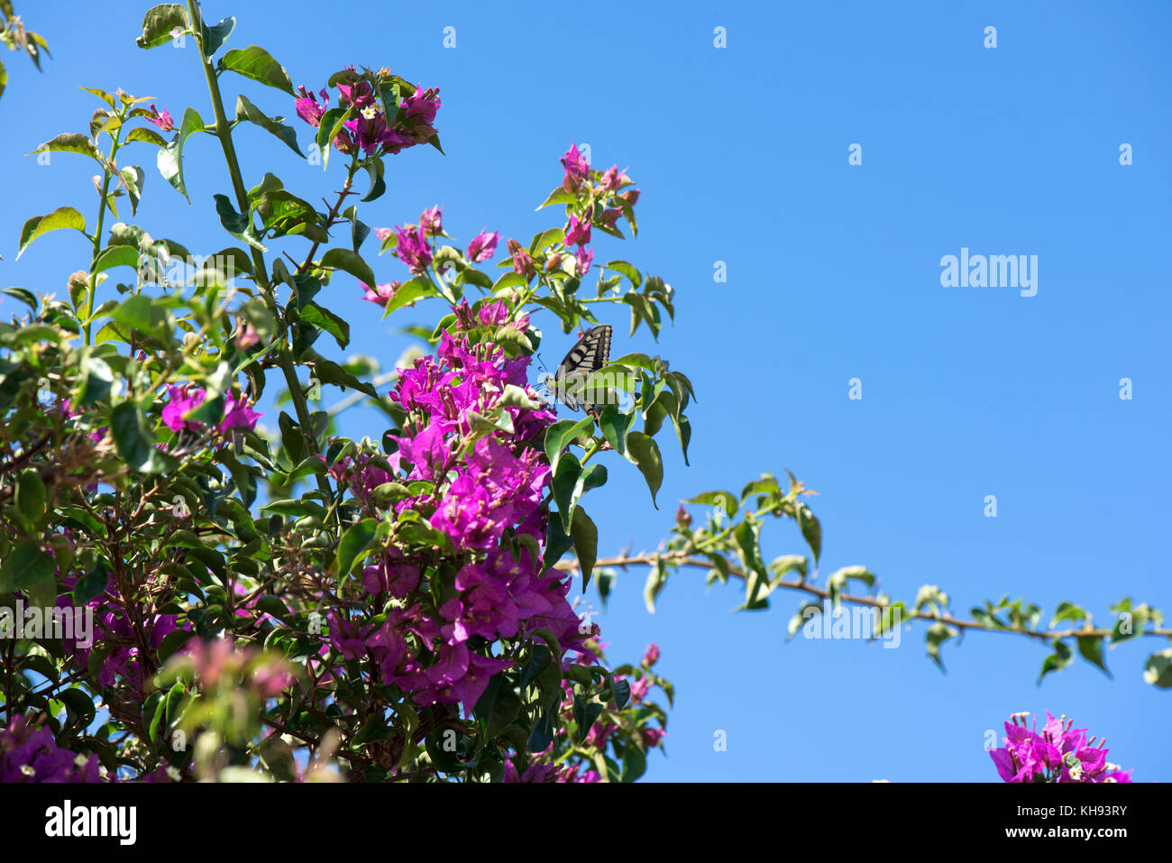 Butterfly (papilio machaon) vola su bellissimi fiori di bouganville sul cielo blu sullo sfondo Foto Stock
