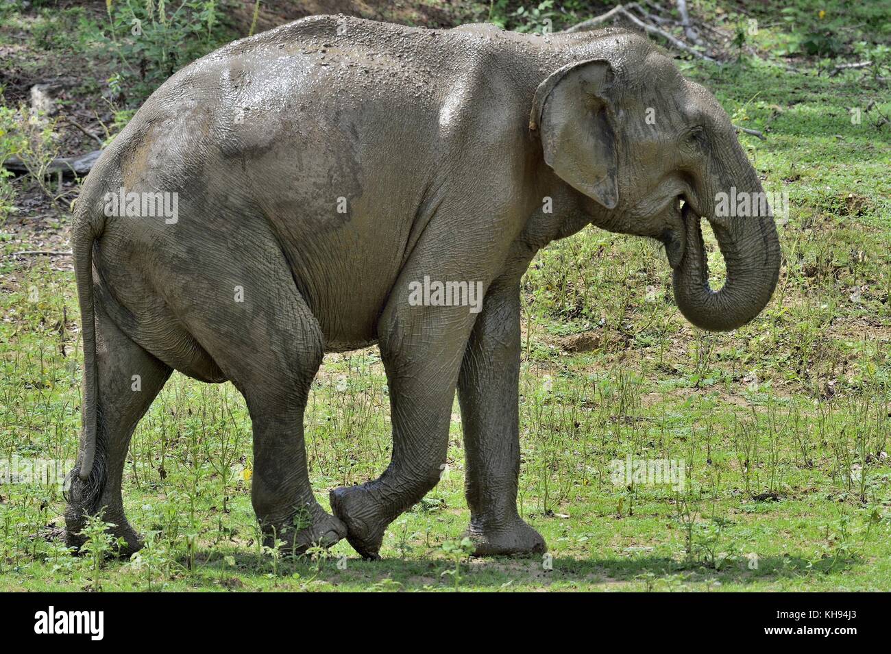 La passeggiata maschio adulto dello Sri Lanka elephant (Elephas maximus maximus). Foto Stock