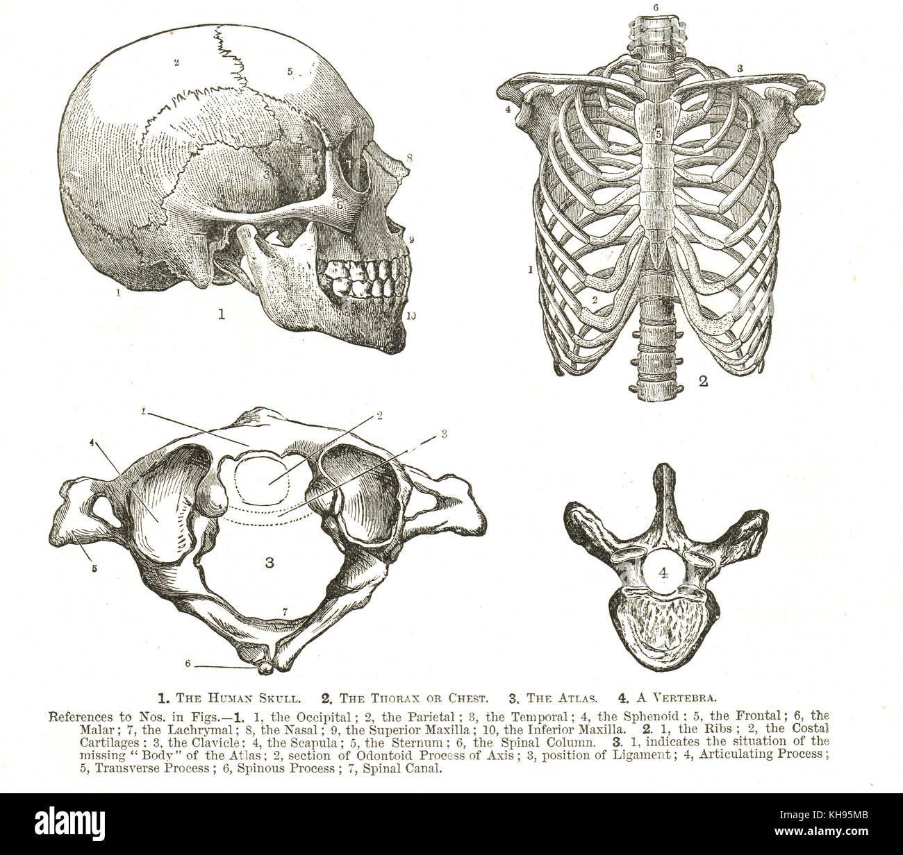 Anatomia umana, diagrammi del XIX secolo, cranio umano, torace, Atlante, e vertebra Foto Stock