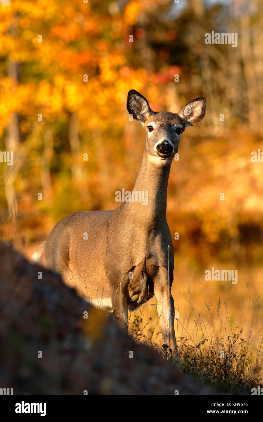 Un curioso white-tailed deer in autunno nei pressi di sussex, kings County, New Brunswick, Canada. Foto Stock