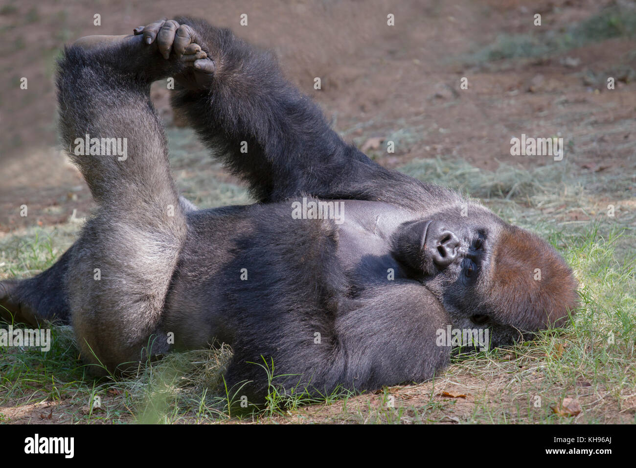 Fitness con gorilla nella pianura occidentale nello zoo di Atanta. Foto Stock