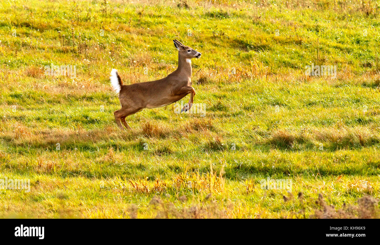 Un white-tailed deer in volo con coda in allarme la postura vicino a sussex, kings County, New Brunswick, Canada. Foto Stock