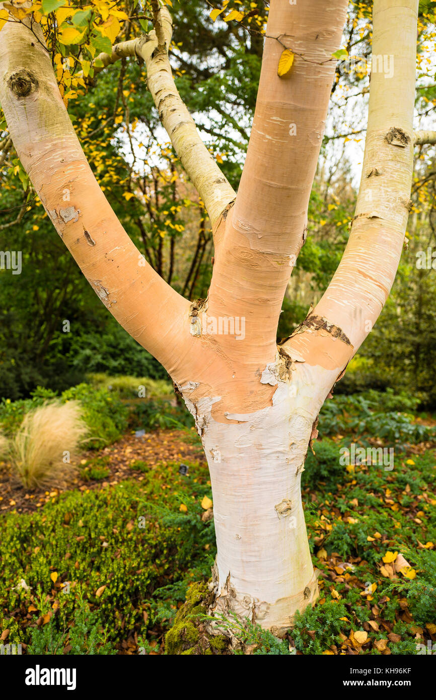 Betula costata che mostra caratteristica corteccia colori e texture in ottobre nel Regno Unito Foto Stock