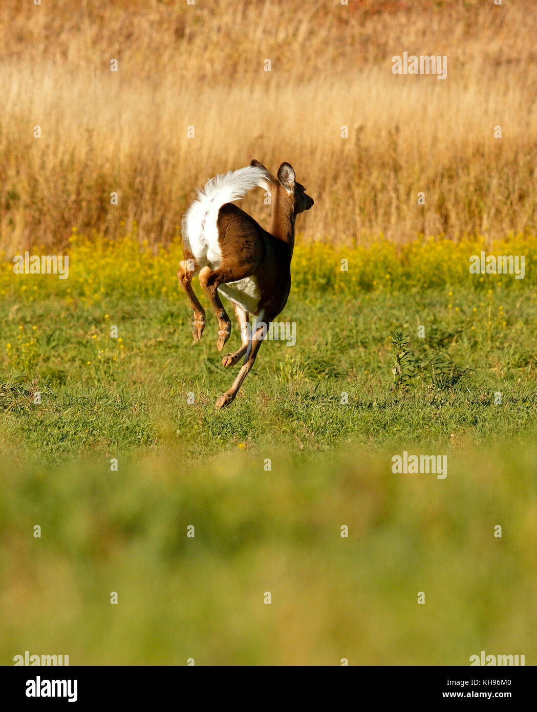 Esecuzione di un bianco-tailed deer con coda in allarme postura in un campo vicino a sussex, kings County, New Brunswick, Canada. Foto Stock