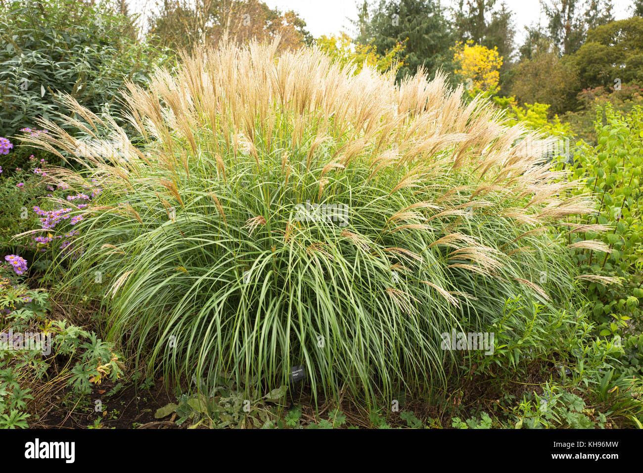 Erba ornamentale Miscanthus sinensis Adagio fioritura in ottobre in North Devon Regno Unito Foto Stock