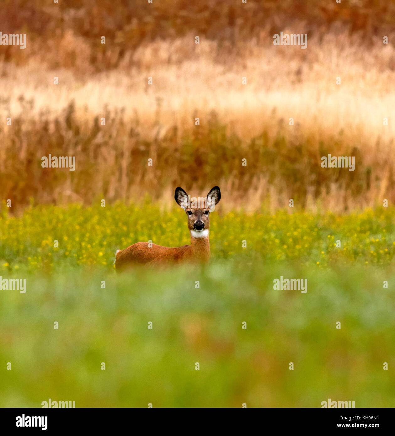 Un faccia a guardare un white-tailed deer in un campo vicino a sussex, kings County, New Brunswick, Canada. Foto Stock